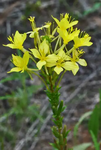 Foto dokumenter Oenothera clelandii