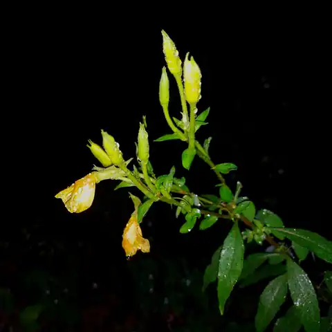 Foto dokumenter Oenothera nutans