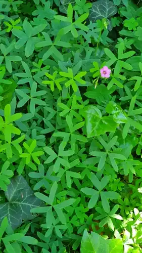 Foto dokumenter Oxalis bipartita