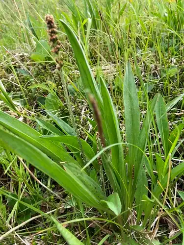 Foto dokumenter Plantago macrocarpa