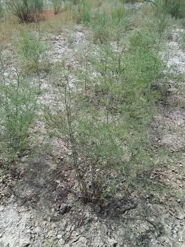 Foto dokumenter Limonium otolepis