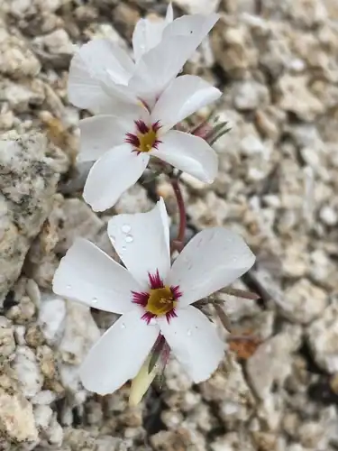 Foto dokumenter Linanthus concinnus