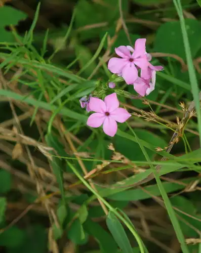 Foto dokumenter Phlox glaberrima