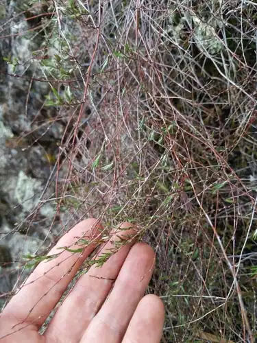 Foto dokumenter Polygonum bolanderi