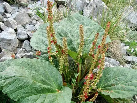 Foto dokumenter Rheum spiciforme