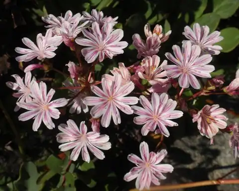 Foto dokumenter Lewisia cotyledon