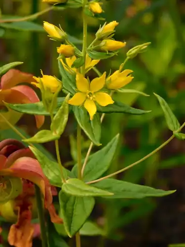 Foto dokumenter Lysimachia asperulifolia