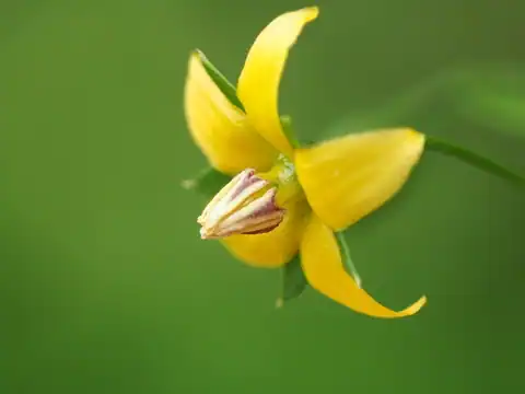 Foto dokumenter Lysimachia capillipes
