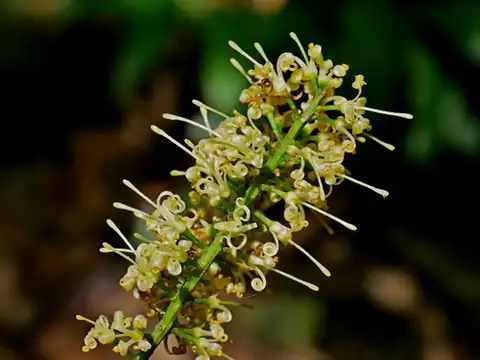 Foto dokumenter Helicia cochinchinensis