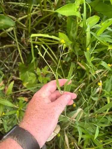 Foto dokumenter Ranunculus ambigens