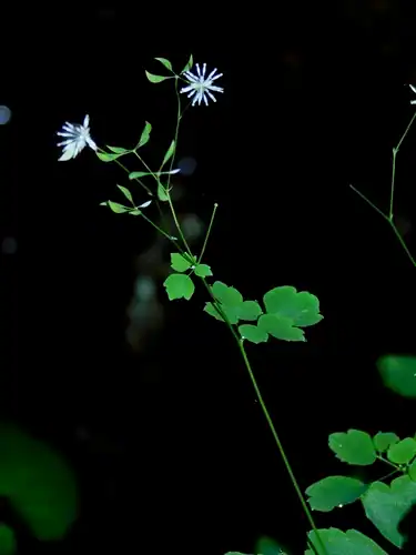 Foto dokumenter Thalictrum clavatum
