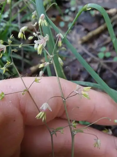 Foto dokumenter Thalictrum debile
