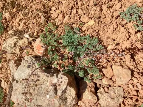 Foto dokumenter Thalictrum isopyroides