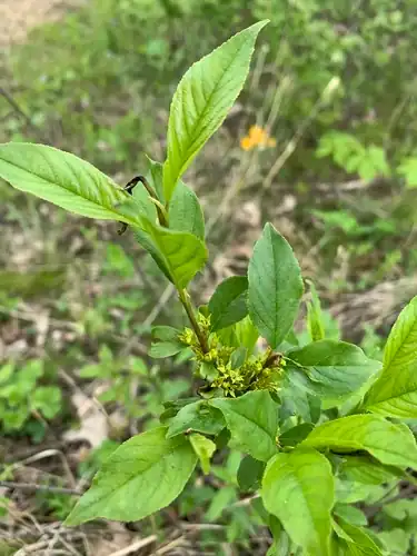Foto dokumenter Rhamnus lanceolata
