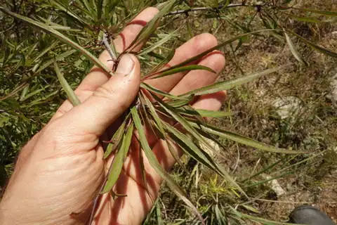 Foto dokumenter Rhamnus erythroxylum