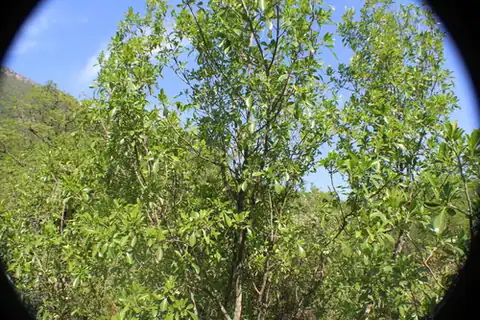 Foto dokumenter Helietta parvifolia