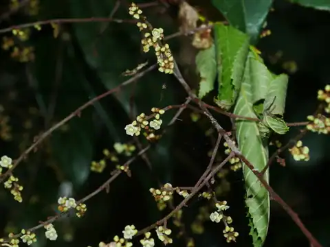 Foto dokumenter Meliosma callicarpifolia