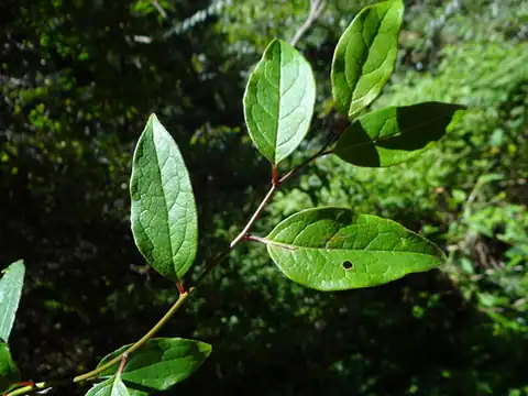 Foto dokumenter Sabia transarisanensis