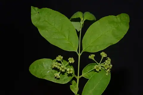 Foto dokumenter Nestronia umbellula