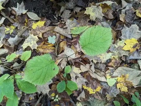 Foto dokumenter Hydrangea cinerea