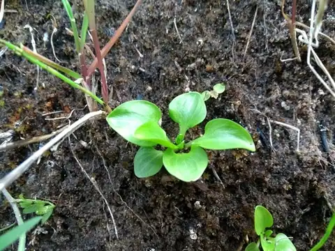 Foto dokumenter Parnassia parviflora
