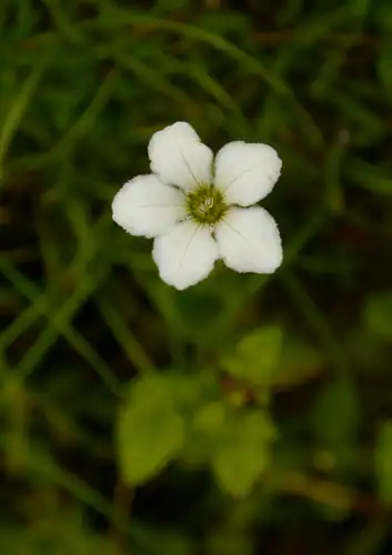 Foto dokumenter Parnassia nubicola