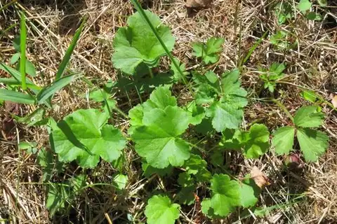 Foto dokumenter Heuchera chlorantha