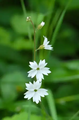 Foto dokumenter Lithophragma affine