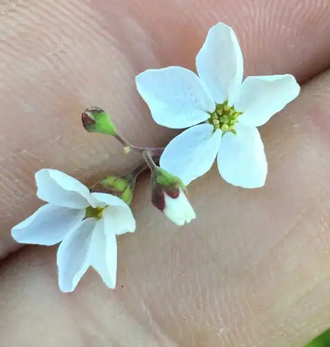 Foto dokumenter Lithophragma cymbalaria