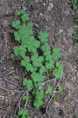 Foto dokumenter Ribes erythrocarpum