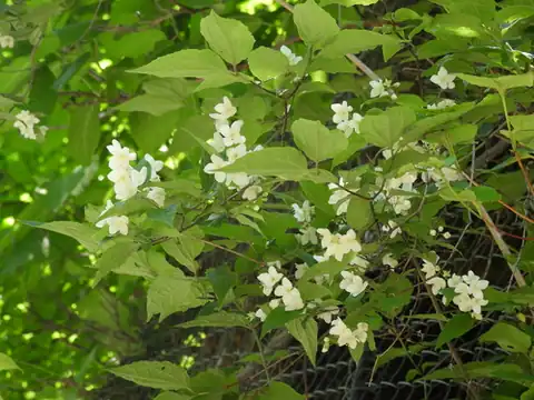 Foto dokumenter Philadelphus satsumi