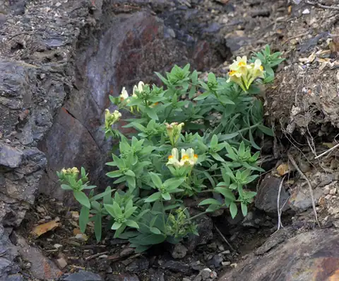 Foto dokumenter Linaria japonica