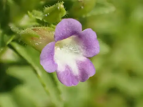 Foto dokumenter Limnophila chinensis