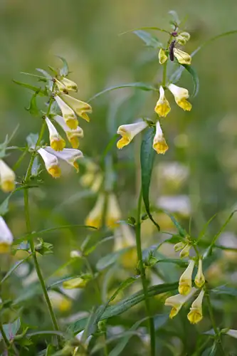 Foto dokumenter Melampyrum pratense