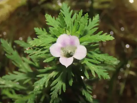 Foto dokumenter Limnophila sessiliflora