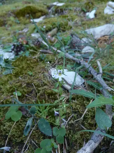 Foto dokumenter Euphrasia salisburgensis