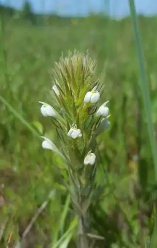 Foto dokumenter Castilleja tenuis