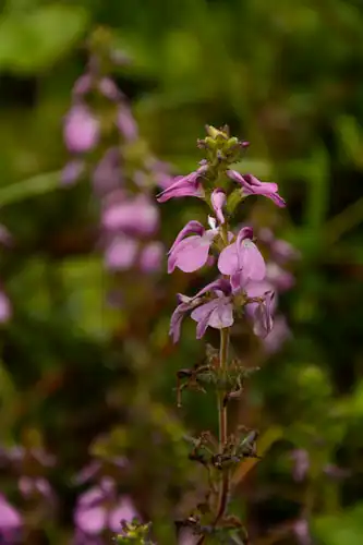 Foto dokumenter Pedicularis gracilis