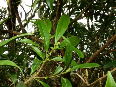 Foto dokumenter Symplocos wikstroemiifolia