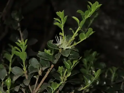 Foto dokumenter Symplocos nokoensis