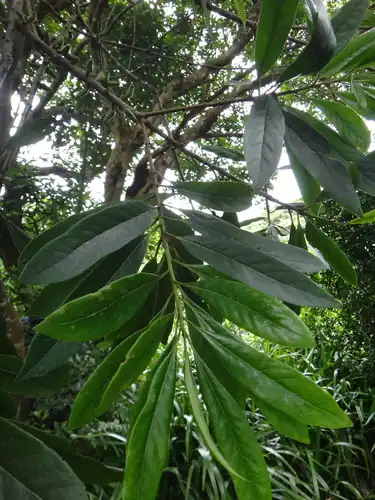 Foto dokumenter Symplocos glauca