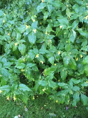 Foto dokumenter Impatiens edgeworthii