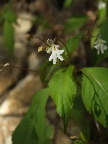 Foto dokumenter Impatiens brachycentra