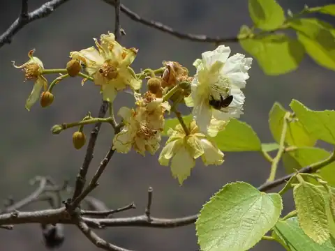 Foto dokumenter Luehea paniculata