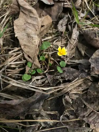 Foto dokumenter Leavenworthia aurea
