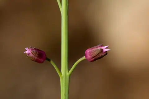 Foto dokumenter Pennellia micrantha