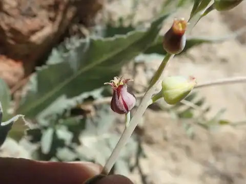 Foto dokumenter Streptanthus barbatus