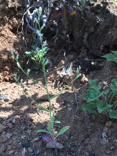 Foto dokumenter Streptanthus barbiger