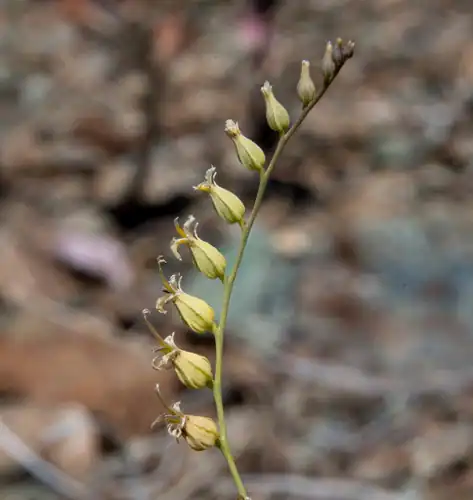Foto dokumenter Streptanthus brachiatus