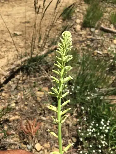 Foto dokumenter Thelypodium brachycarpum
